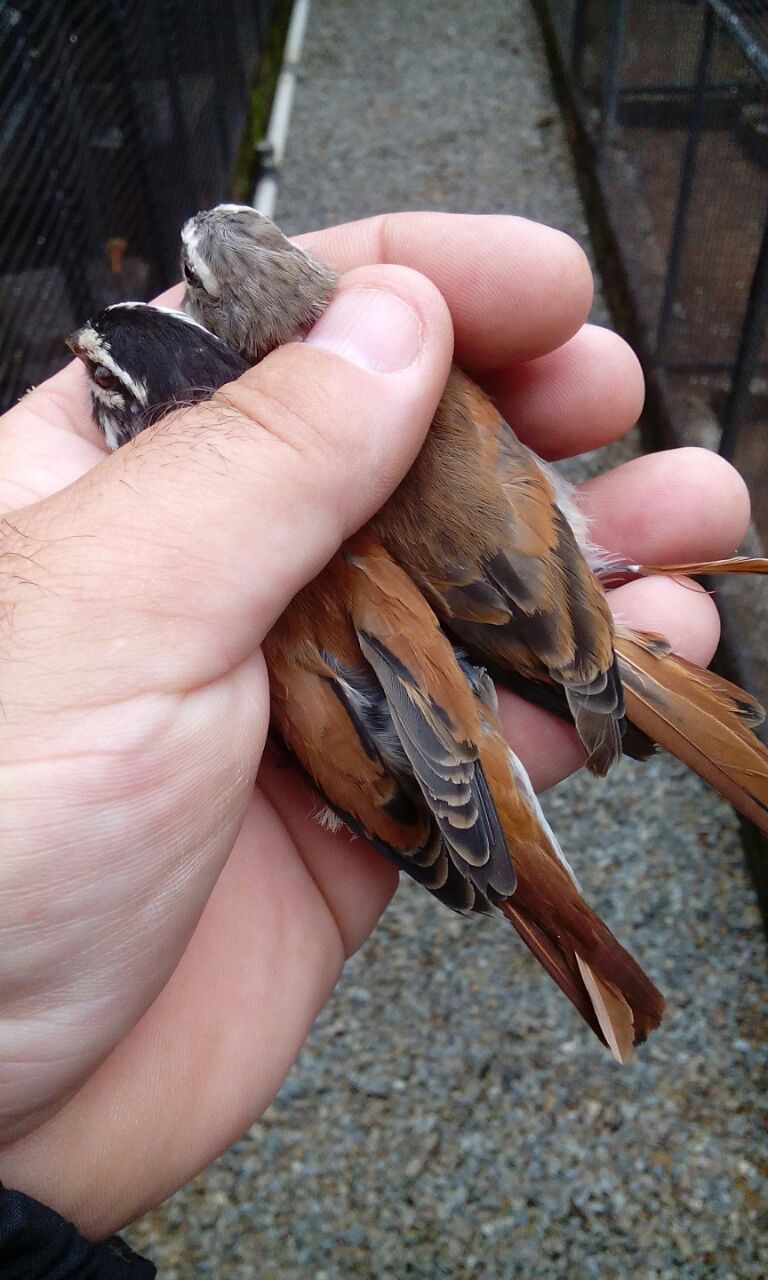 Damara Canary